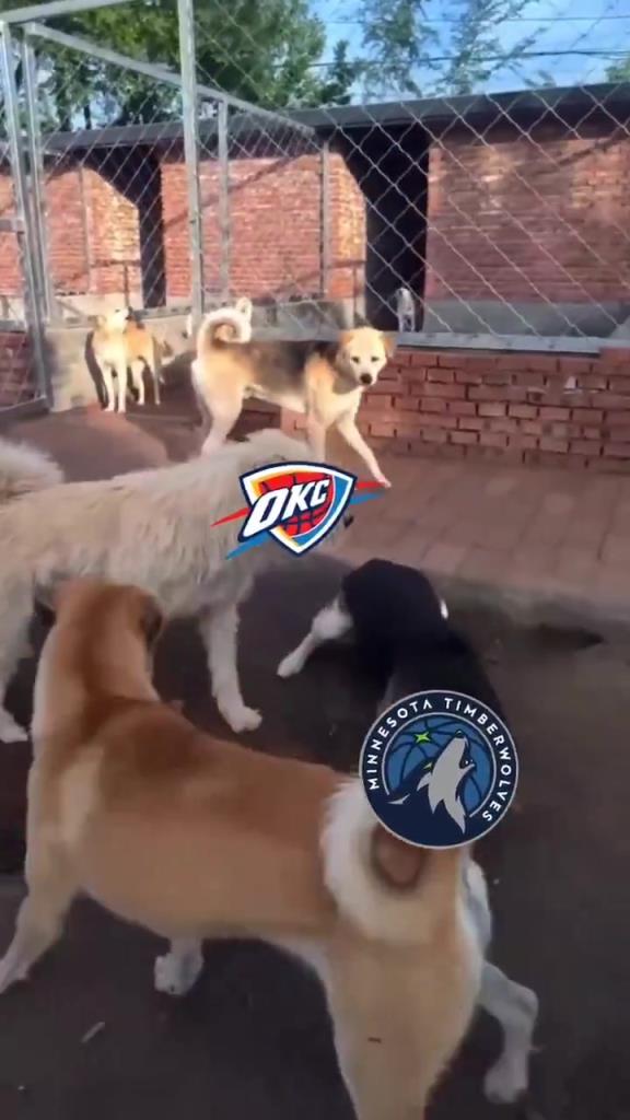 太有活了！美媒惡搞：狗王雷霆嚇退掘金灰熊，把森林狼按地上